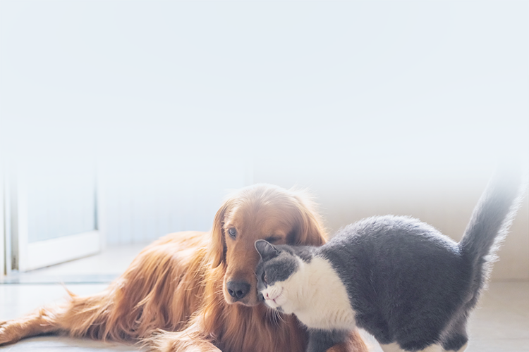 飼育費用を含めた資金計画!ペットと暮らす家づくり講座
